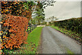 Copper beech hedge along Cappagh Road