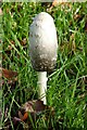 Shaggy Inkcap