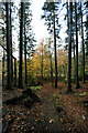 Footpath in the woods below Glyn-bach