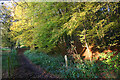 Wooded slope in Sidehill Wood near Much Hadham