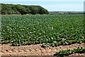 Farmland, Gweek