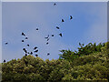 Corvids above Beer Beach, Beer