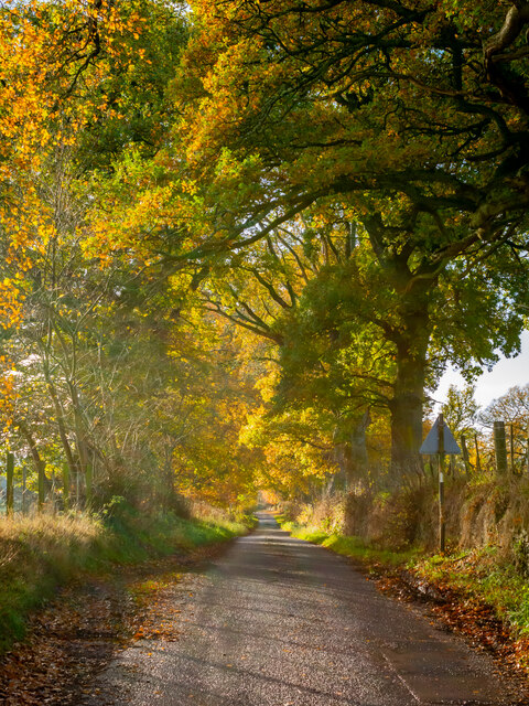 Autumnal Lane above Beauly