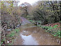 Nant yn gorlifo / A stream in spate