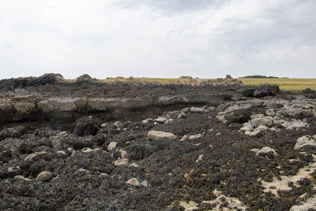 Seaweed Covering Much Of The Wave Cut © Adrian Diack Cc By Sa20