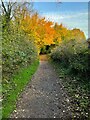 Autumn trees on the footpath by River Oughton