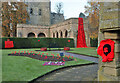 A poppy display at Kelso War Memorial gardens