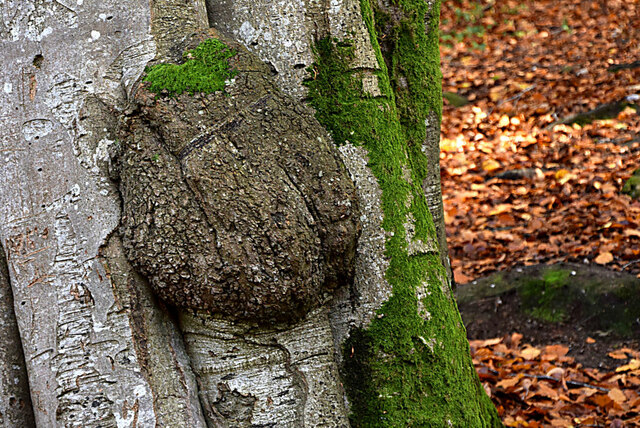 Burl on tree trunk, Mullaghmore