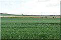 TR2967 : Wheat field by N Chadwick