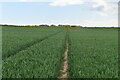 Footpath through wheat