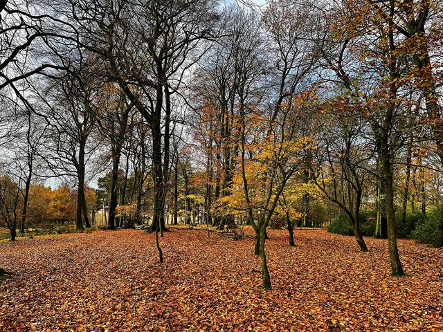 Late Autumn colour in Granby Wood