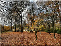 SK2579 : Late Autumn colour in Granby Wood by Graham Hogg