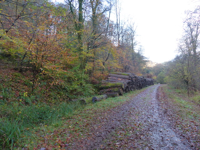 Log pile beside the track, Buckle Wood, Chapel Hill, Tintern