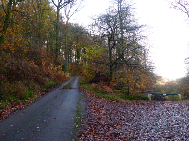 Glynwood Lane and the entrance to Buckle Wood, Chapel Hill, Tintern