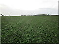 Footpath and Rowston Plantation