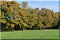 SU1611 : Autumn trees below Gorley Hill by David Martin
