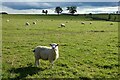 NY6431 : Pasture, Culgaith by Andrew Smith