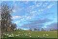 Sheep in fields above Dingwall 