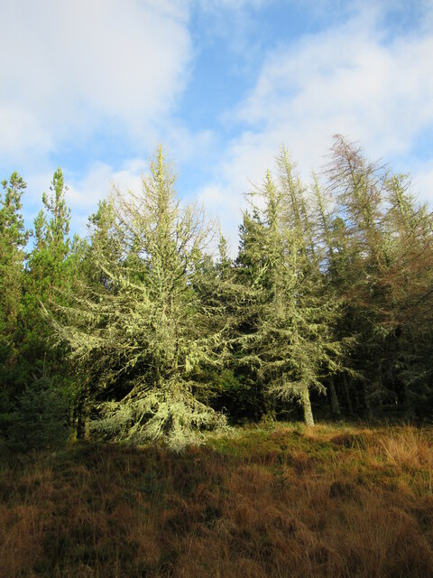 Lichen-covered trees near Stinchar Bridge