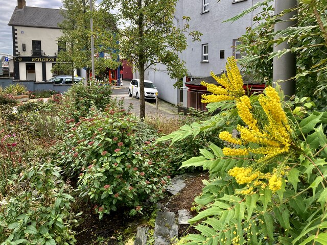 Mahonia in bloom, Omagh