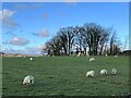 Grazing sheep