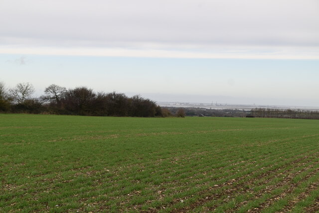 Extensive wheat © N Chadwick cc-by-sa/2.0 :: Geograph Britain and Ireland