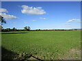 Grassland, Little Moor