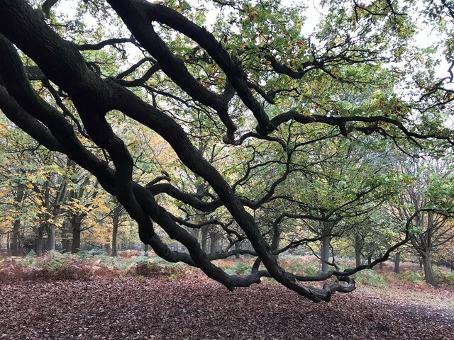 Ancient oak branches