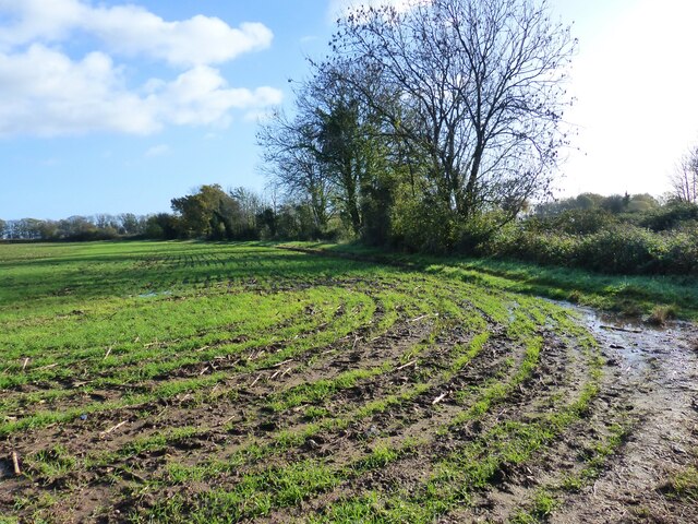 Soggy field, Naas, near Lydney