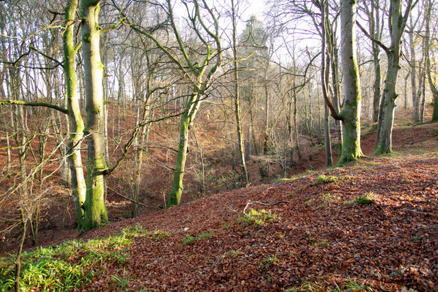 The ravine of Raddery Wood
