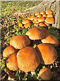 TA0527 : Pickering Park fungi, Hull by Paul Harrop