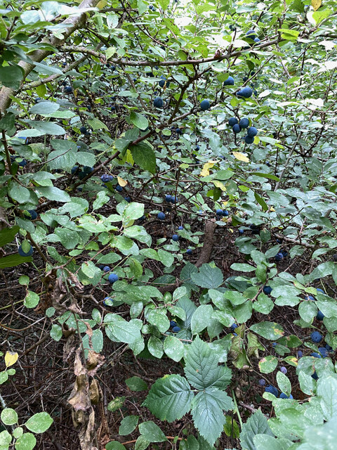 Wild plums, Myton Fields, Warwick