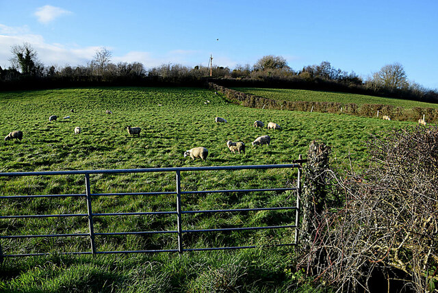 Sheep grazing, Coolesker