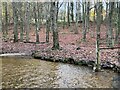 River Clywedog in Plas Power Woods