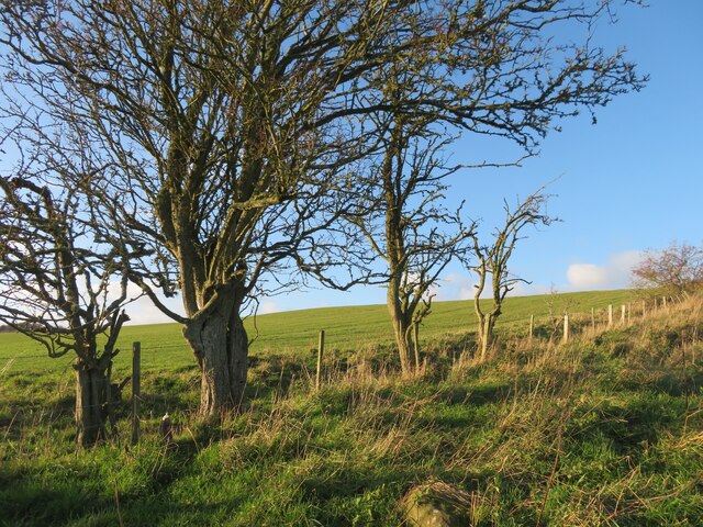 Hedgerow Hawthorns