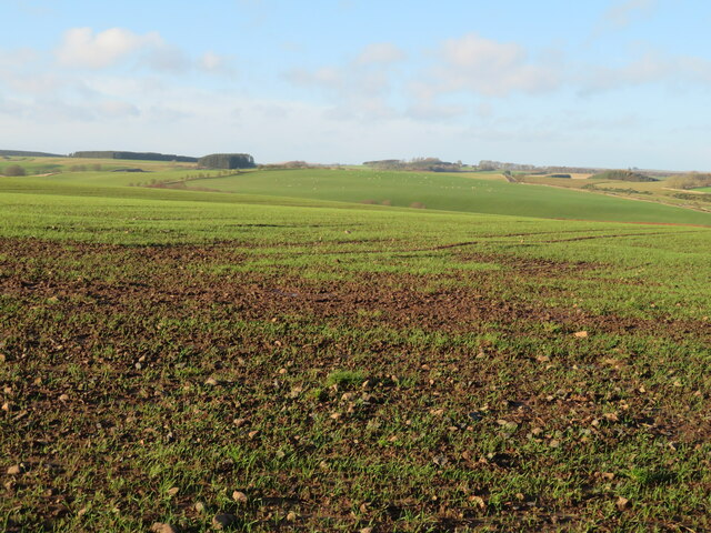 Winter cereal on the northeast slope of Knock Hill