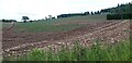 Potato Field at Reswallie