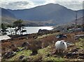 SH6660 : Sheep near Llyn Ogwen by Mat Fascione