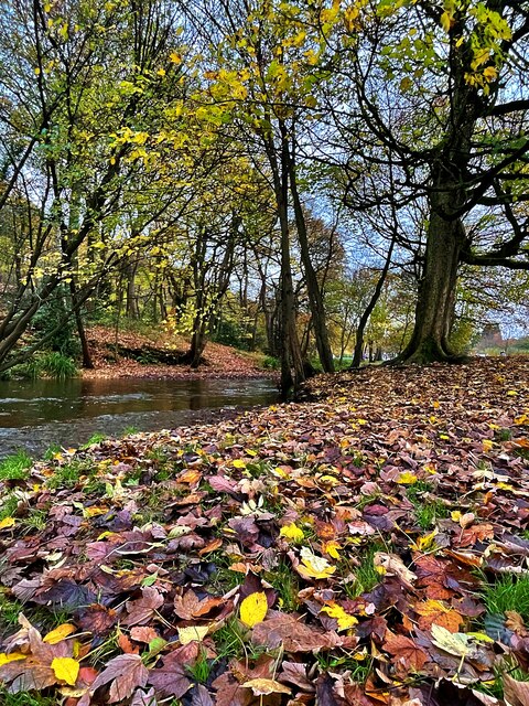 Fallen leaves beside the River Sheaf