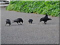 NZ3669 : Crows on the footpath by Robert Graham