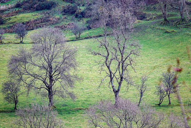 Wintering trees
