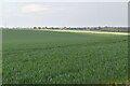 Wheat field