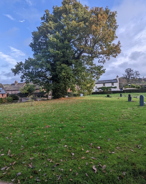 Dominant tree, Vowchurch © Jaggery :: Geograph Britain and Ireland