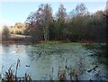 Algae covered pond