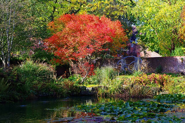 Tree in autumnal colours, Queen Elizabeth II Jubilee Gardens, Bewdley, Worcs