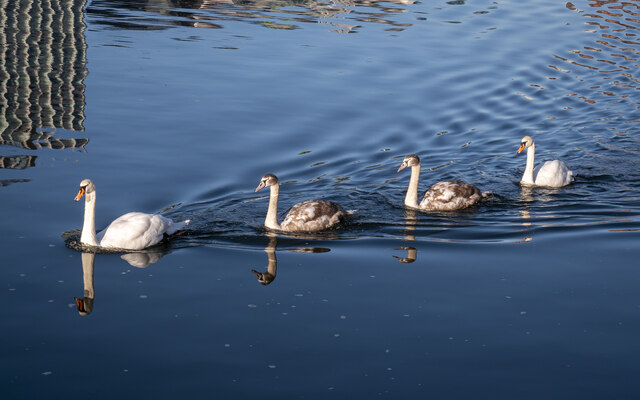 Swans, Belfast