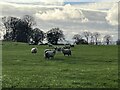 SH8652 : Sheep in field by John H Darch