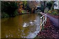 Swans on The Bridgewater Canal