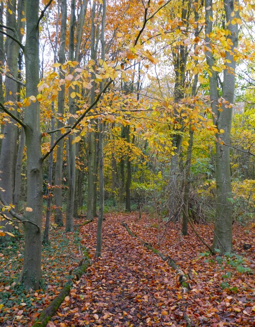 Capstone Wood, Gillingham