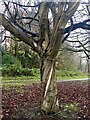 Helical structure of Horse Chestnut exposed